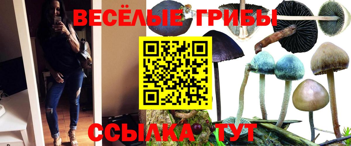 Губкин  Псилоцибиновые грибы Psilocybe  Вход с VPN 